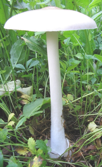 Volvariella gloiocephala